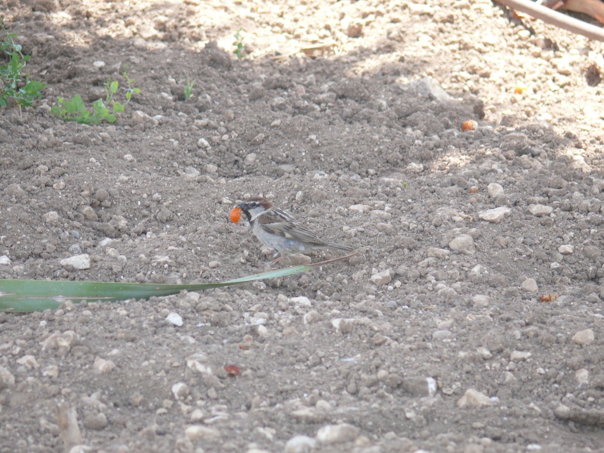 Spanish Sparrow - ML641342866