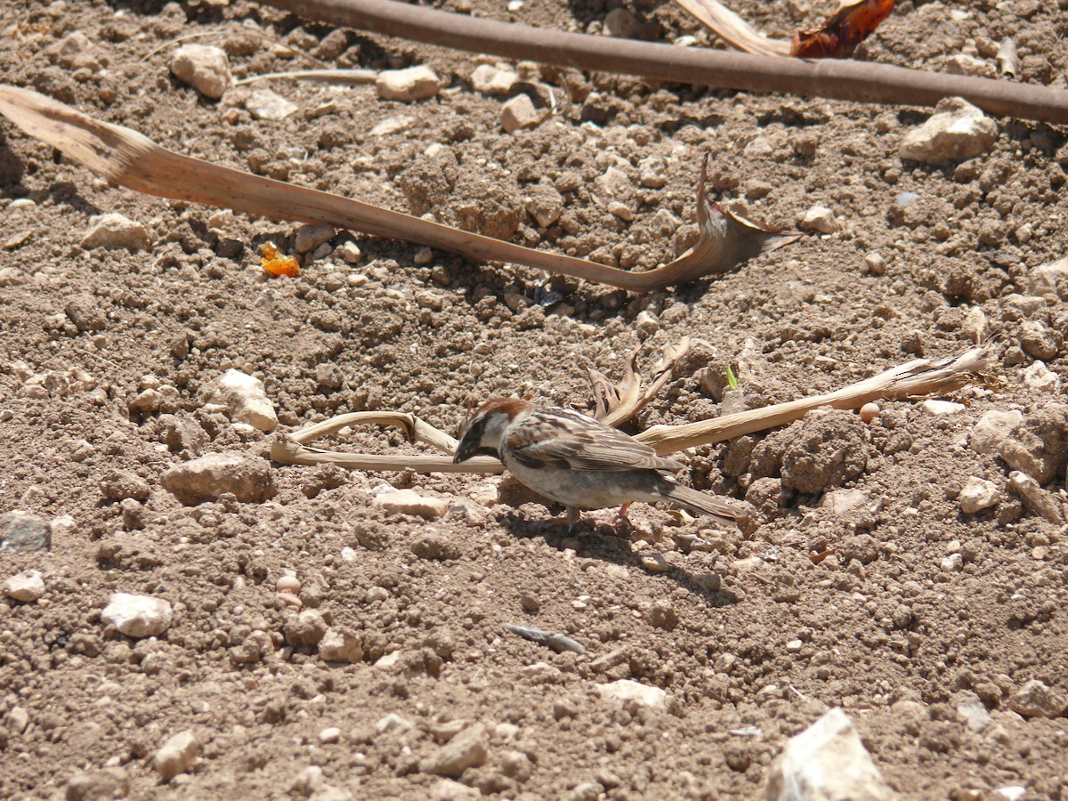 Spanish Sparrow - ML641342867