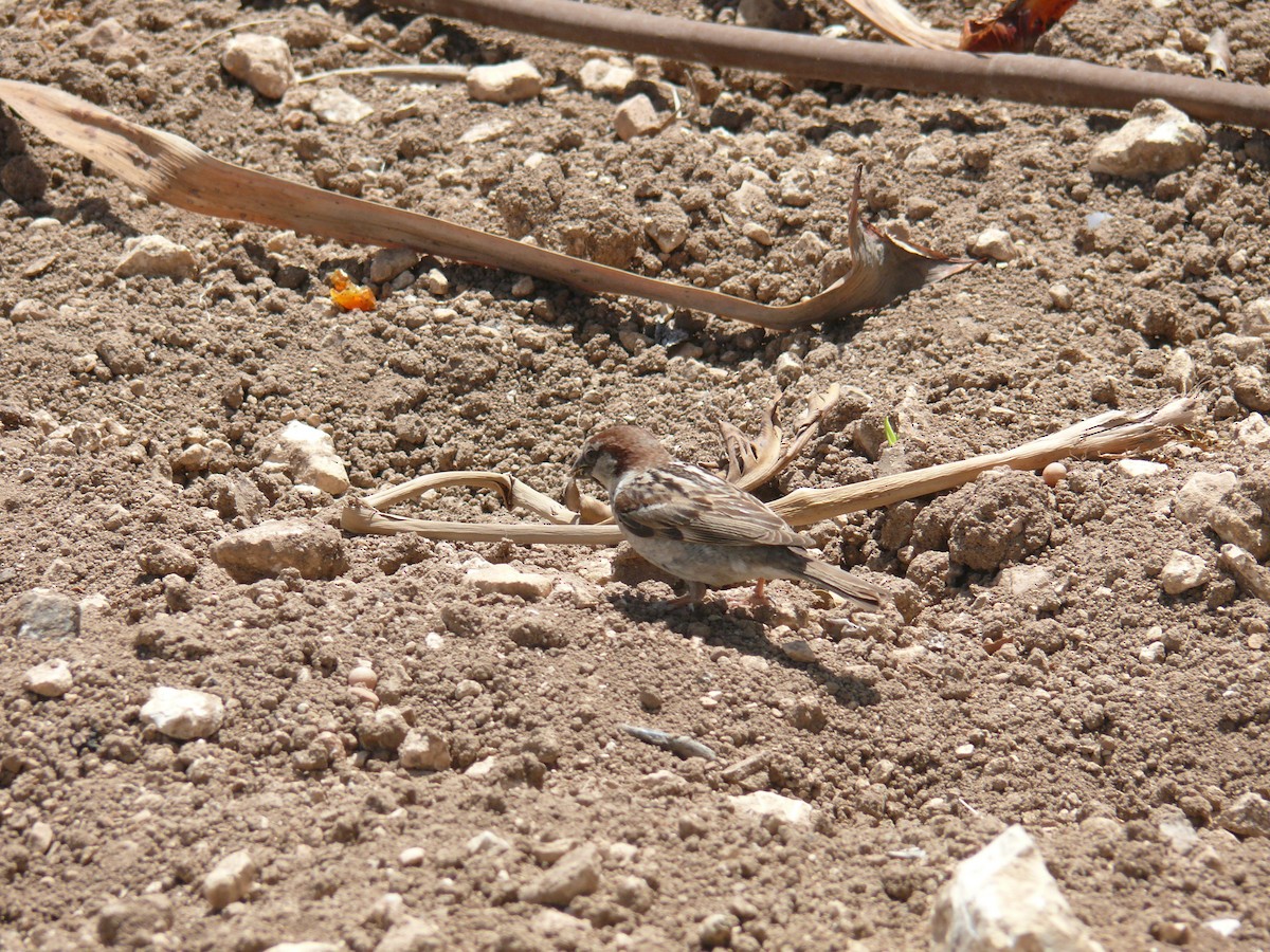 Spanish Sparrow - ML641342868