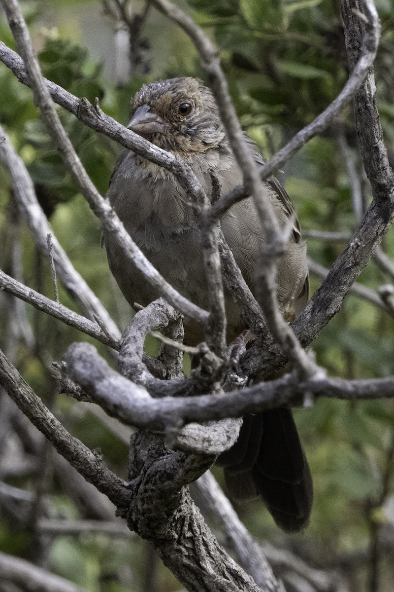 California Towhee - ML641342871