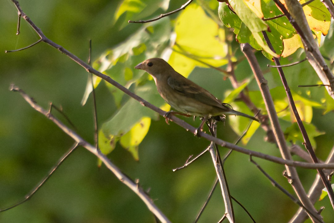Indigo Bunting - ML641342887