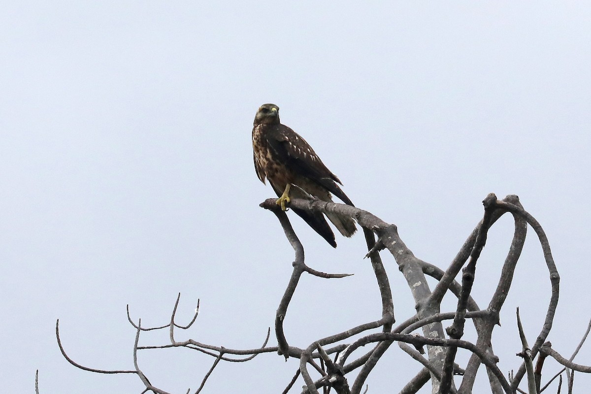 Galapagos Hawk - ML641342896
