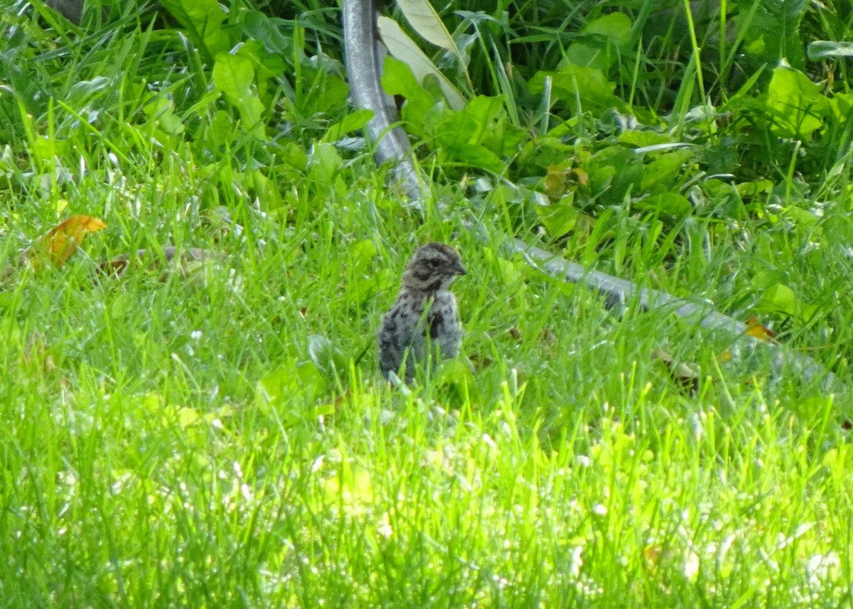 Song Sparrow - ML641342911