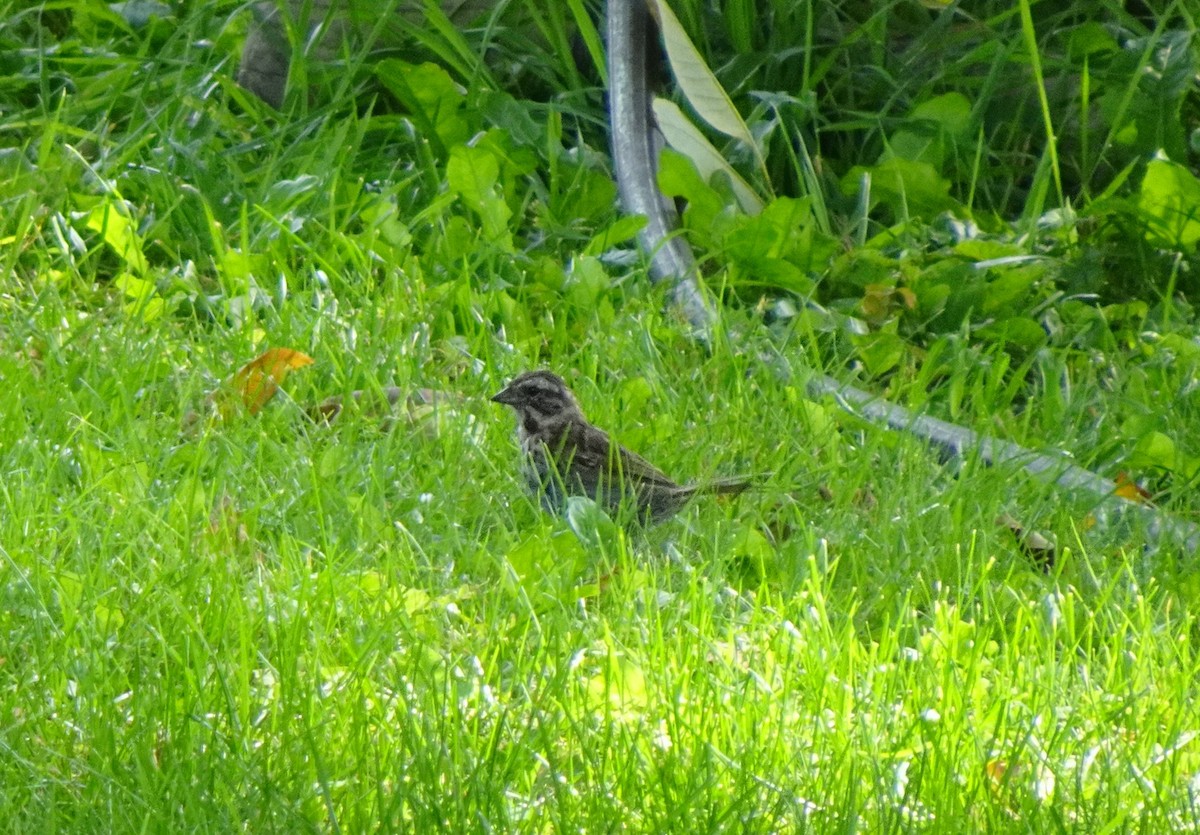 Song Sparrow - ML641342913