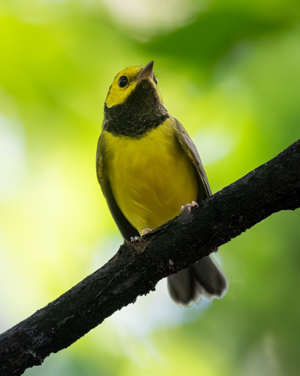 Hooded Warbler - ML641342934