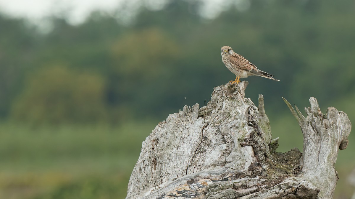 Eurasian Kestrel - ML641342953