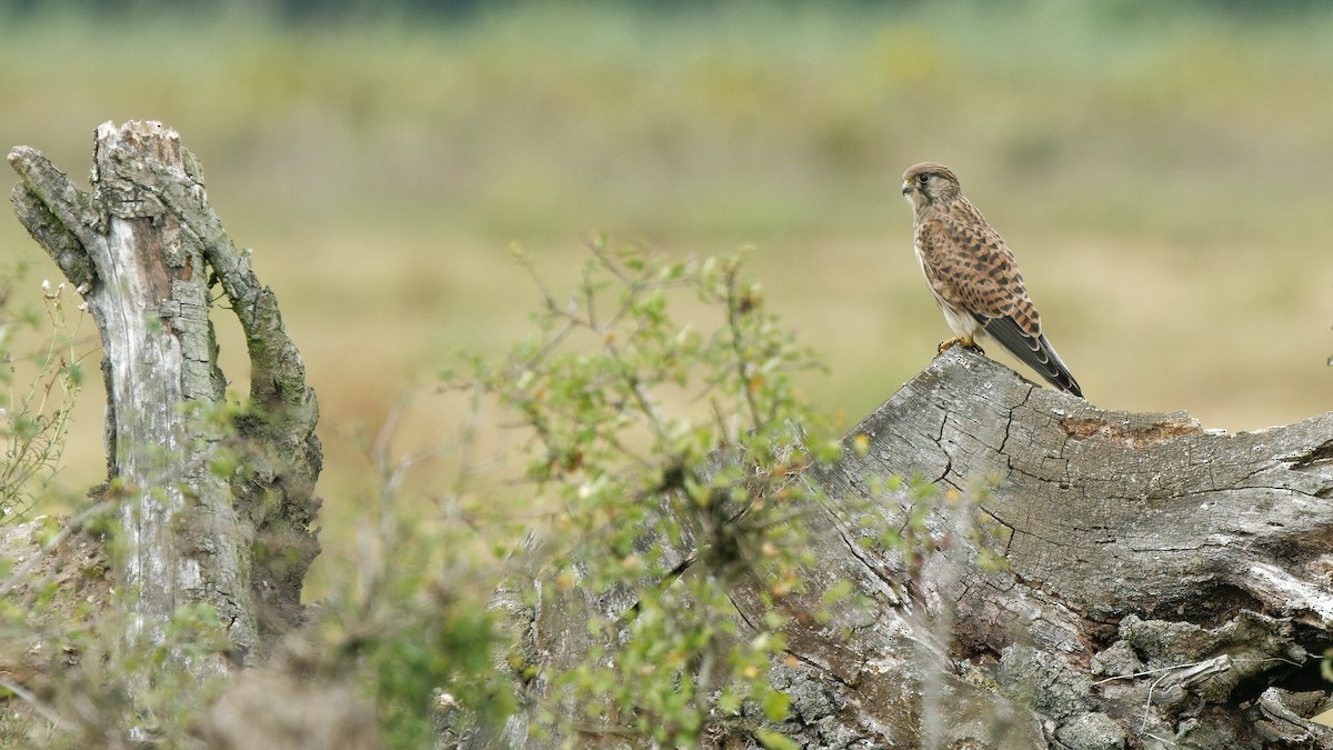 Eurasian Kestrel - ML641342955