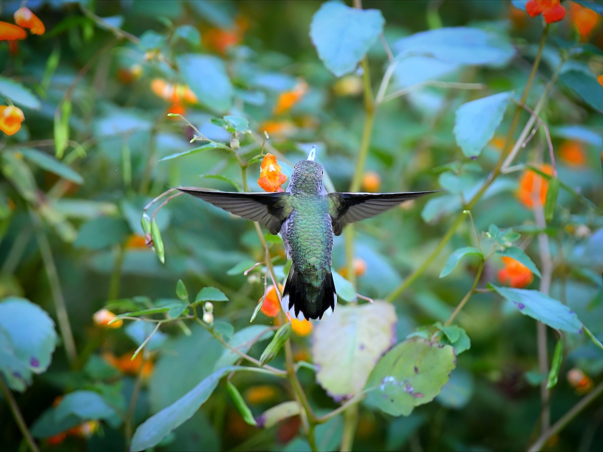 Ruby-throated Hummingbird - ML641342966