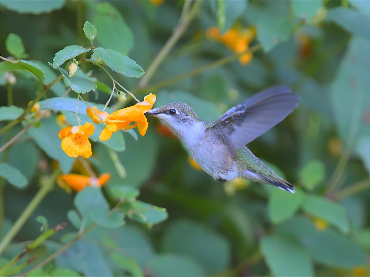 Ruby-throated Hummingbird - ML641342967