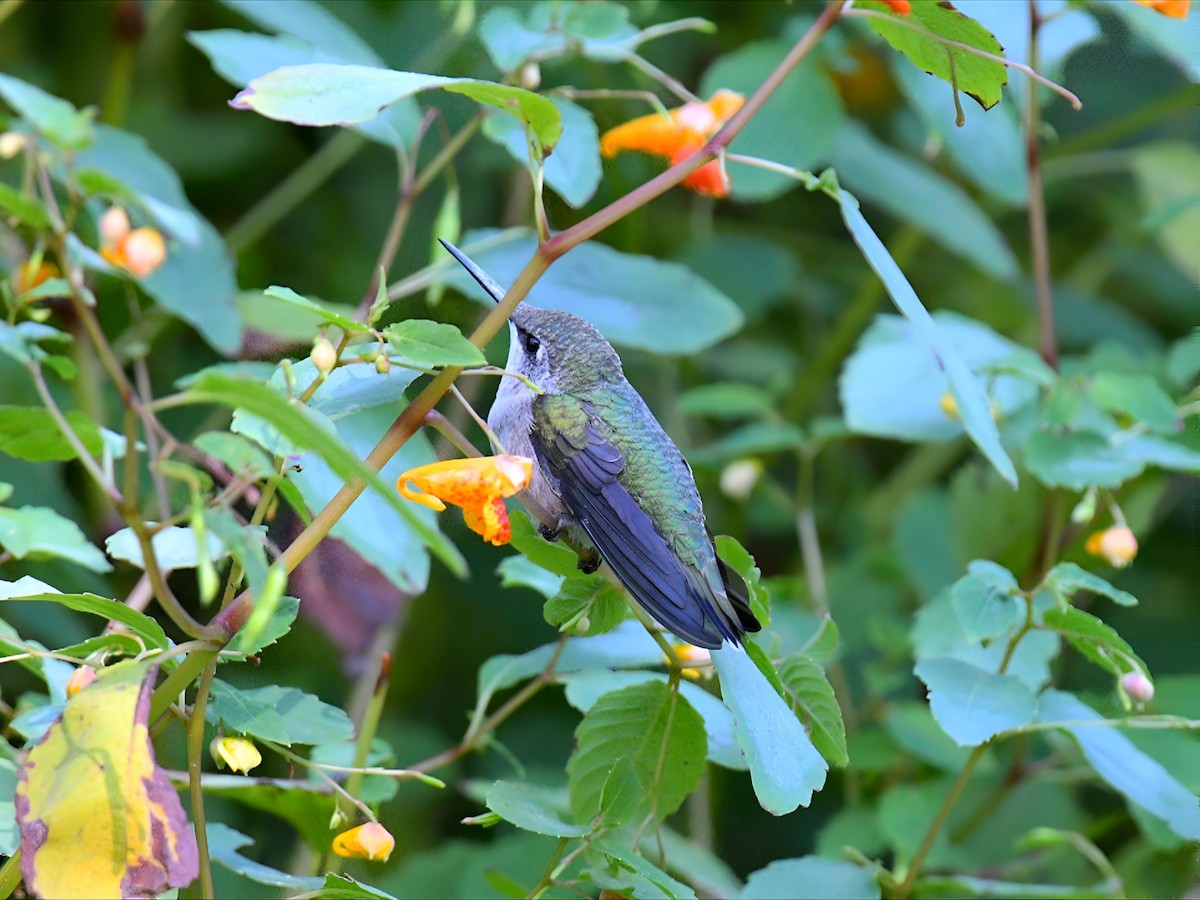 Ruby-throated Hummingbird - ML641342968
