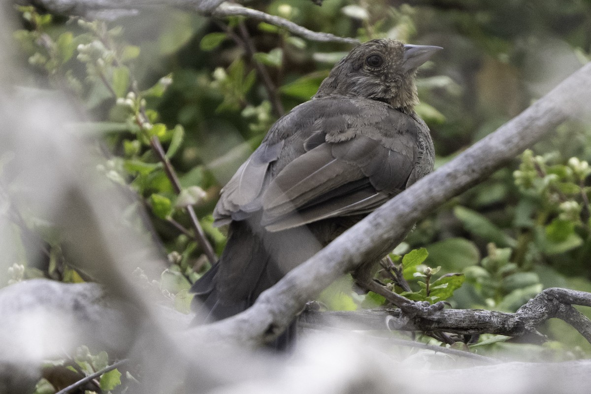 California Towhee - ML641342987