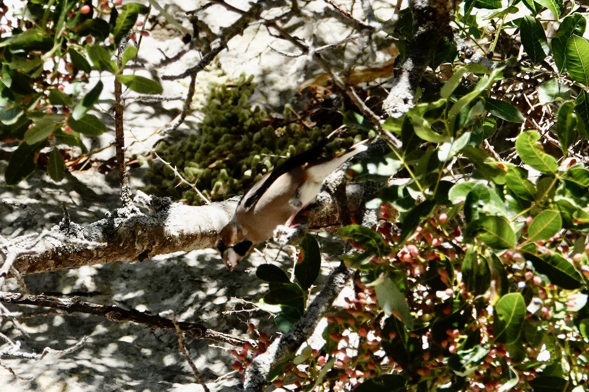 Hawfinch - ML641342996