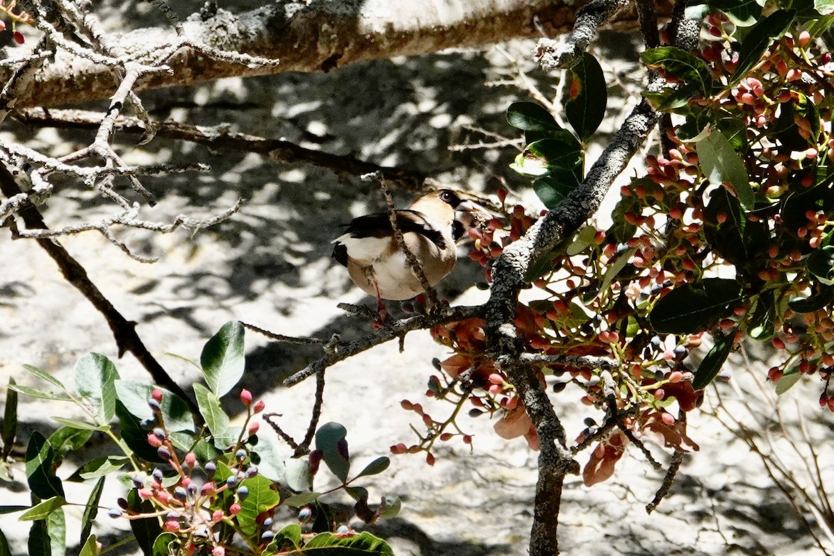 Hawfinch - ML641342997