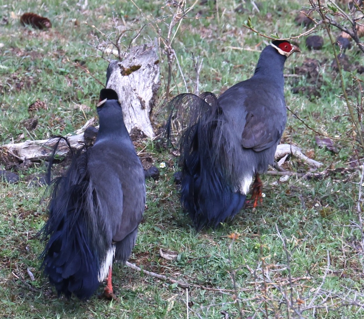 Blue Eared-Pheasant - ML641343031