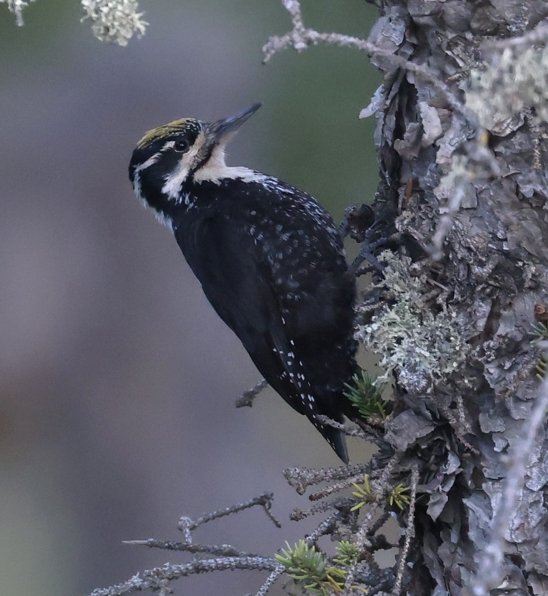 Eurasian Three-toed Woodpecker - ML641343051