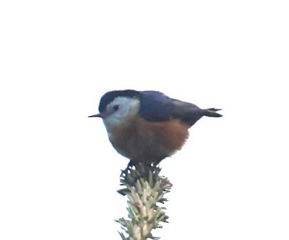 Przevalski's Nuthatch - ML641343056