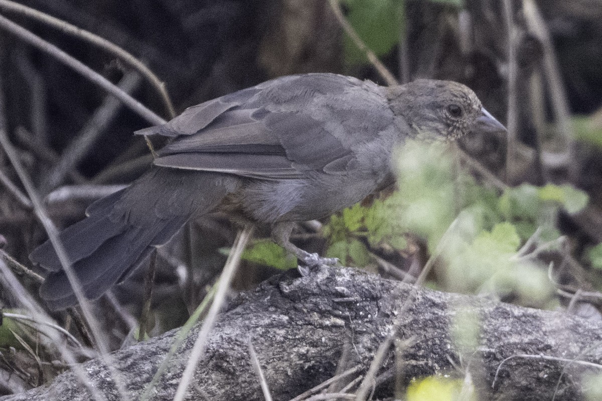 California Towhee - ML641343057
