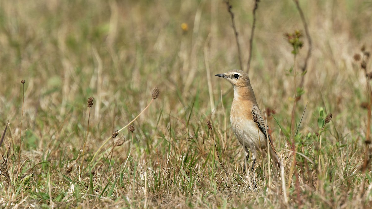 Northern Wheatear - ML641343058