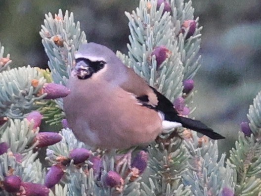 Camachuelo Cabecigrís - ML641343068