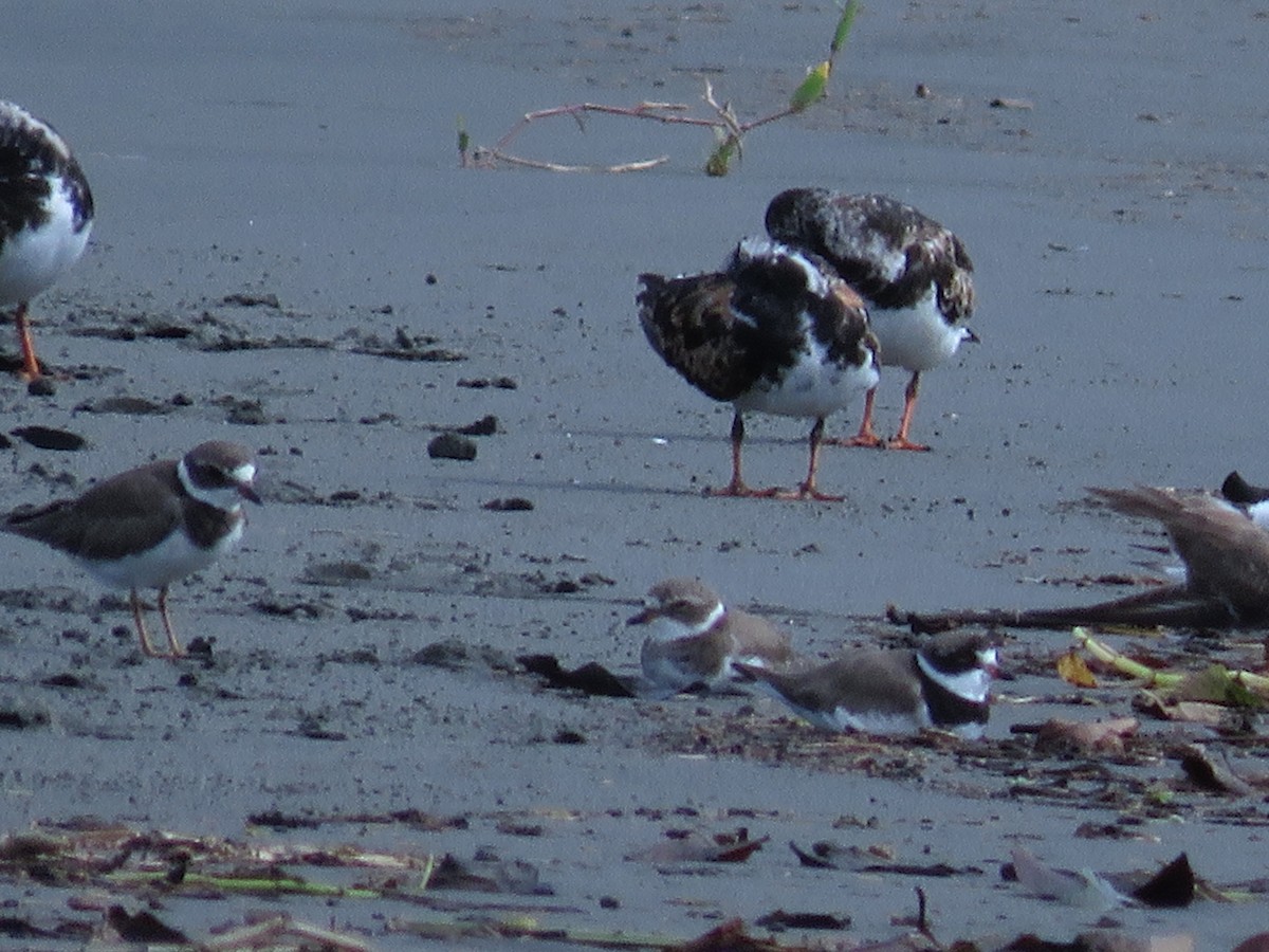 Ruddy Turnstone - ML641343095