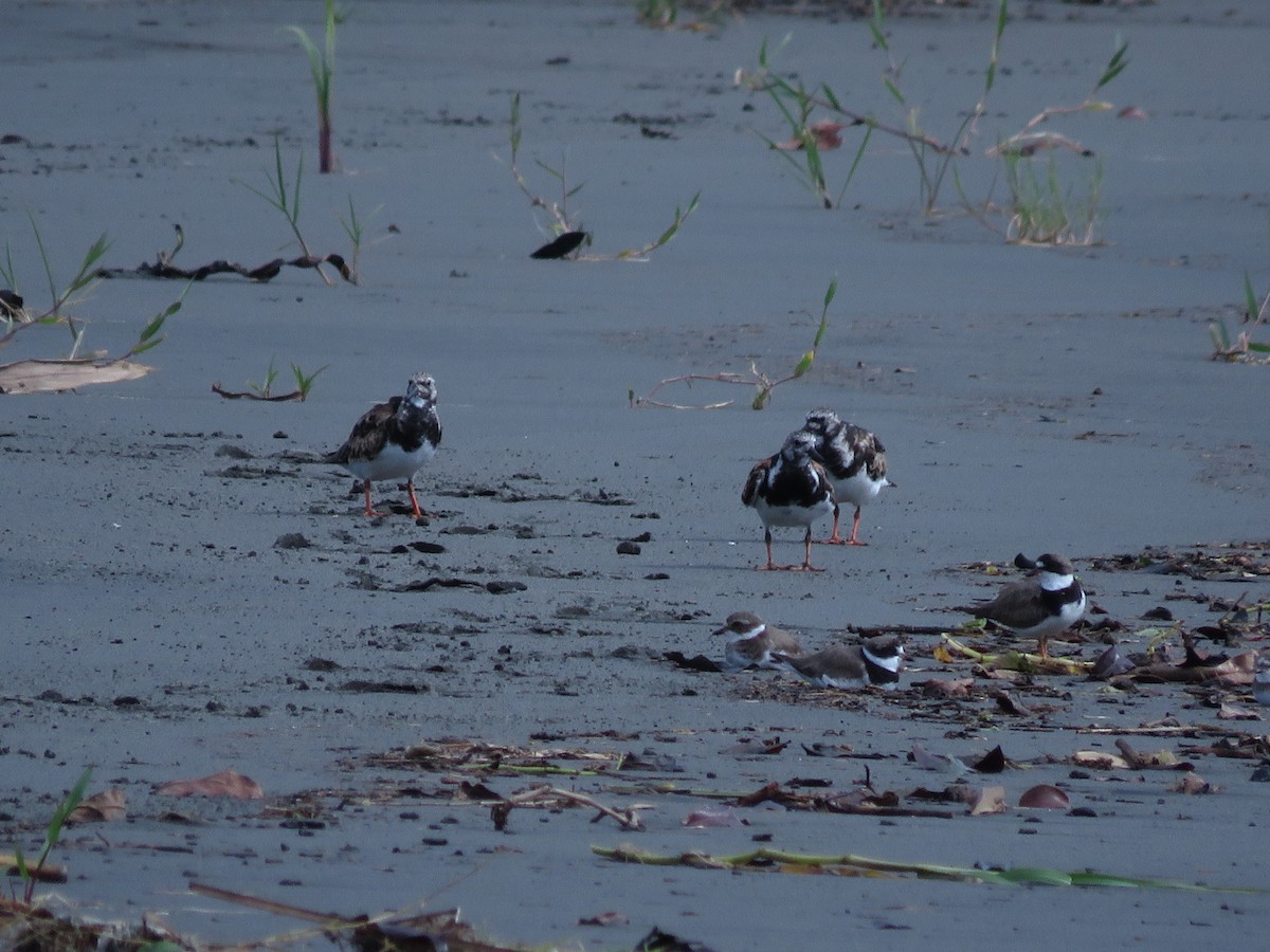 Ruddy Turnstone - ML641343098