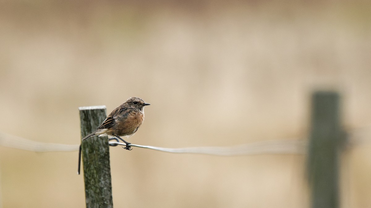 European Stonechat - ML641343104