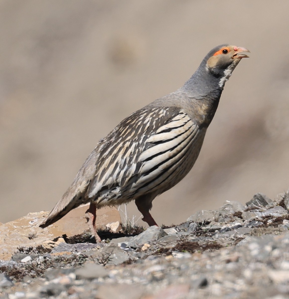 Tibetan Snowcock - ML641343124