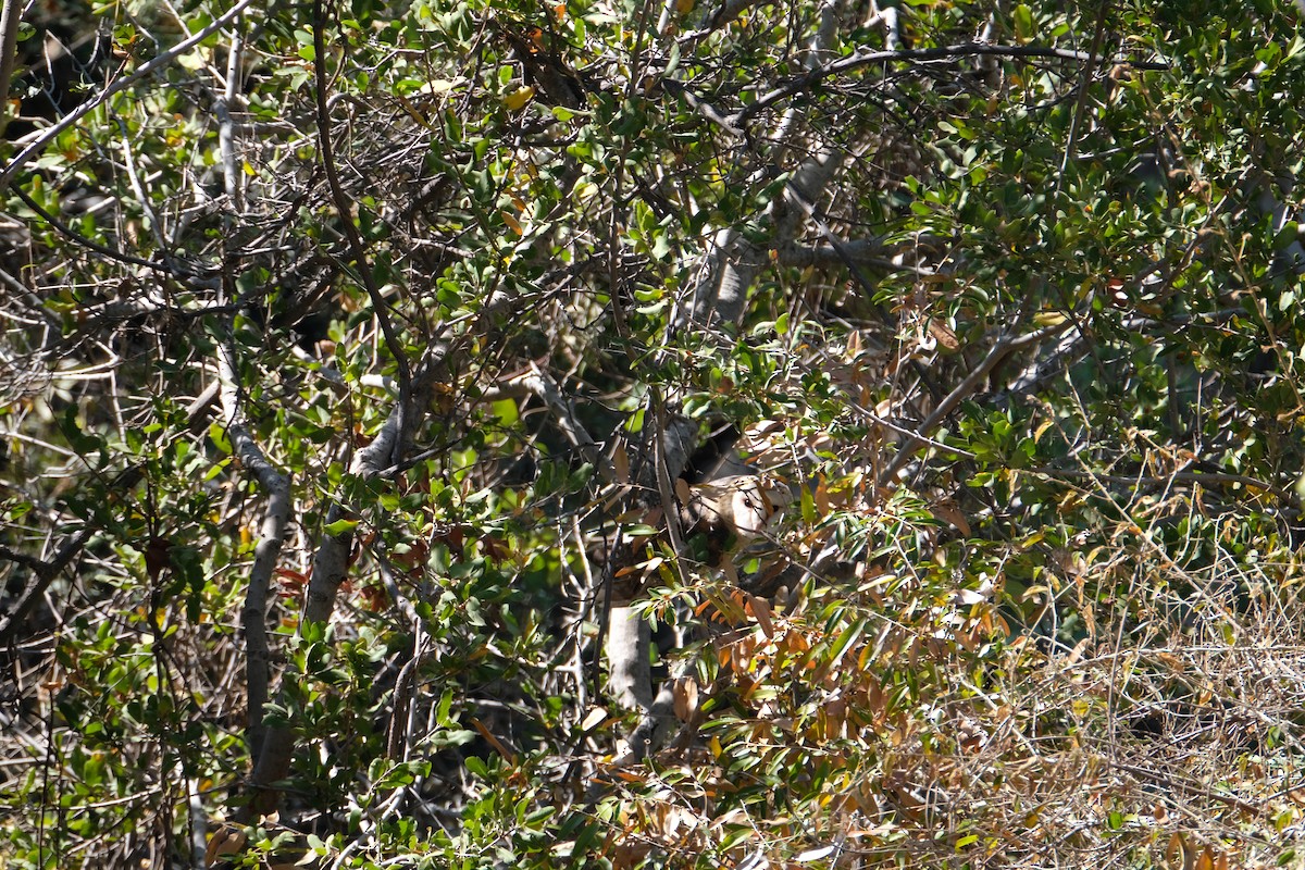 Western Barn Owl (African) - ML641343133