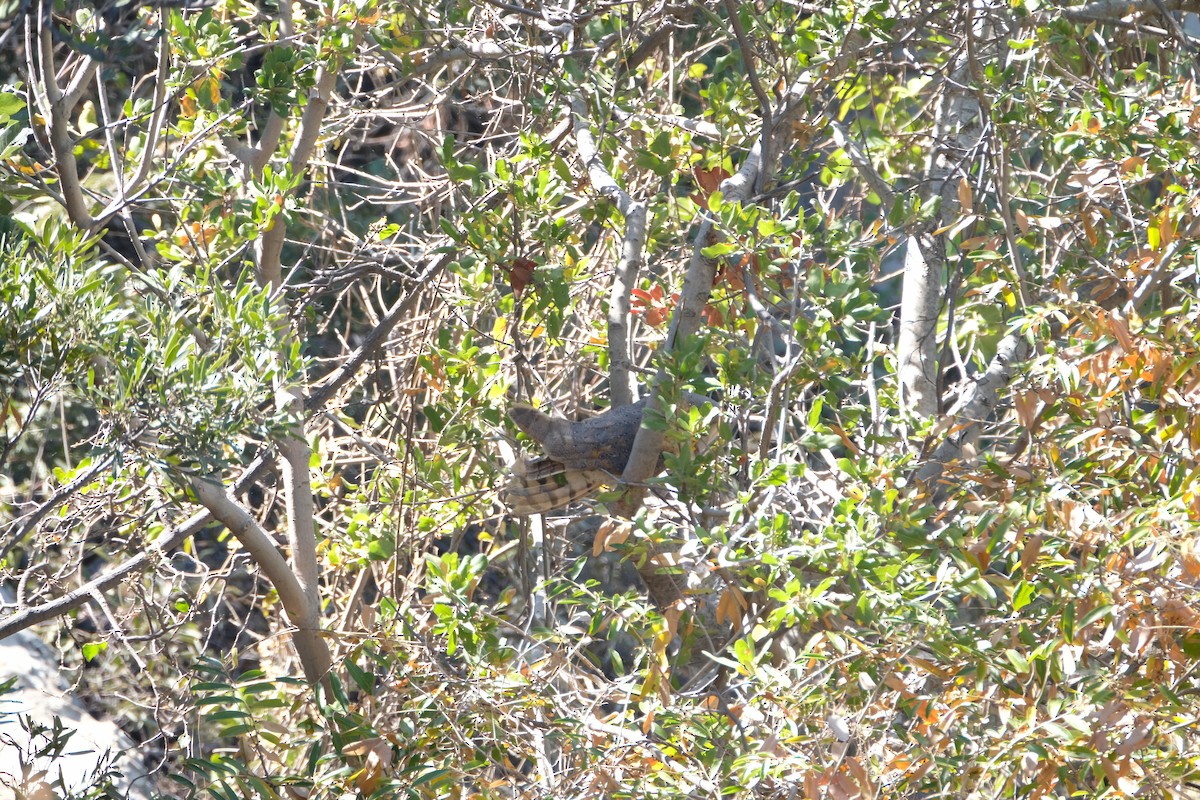 Western Barn Owl (African) - ML641343134