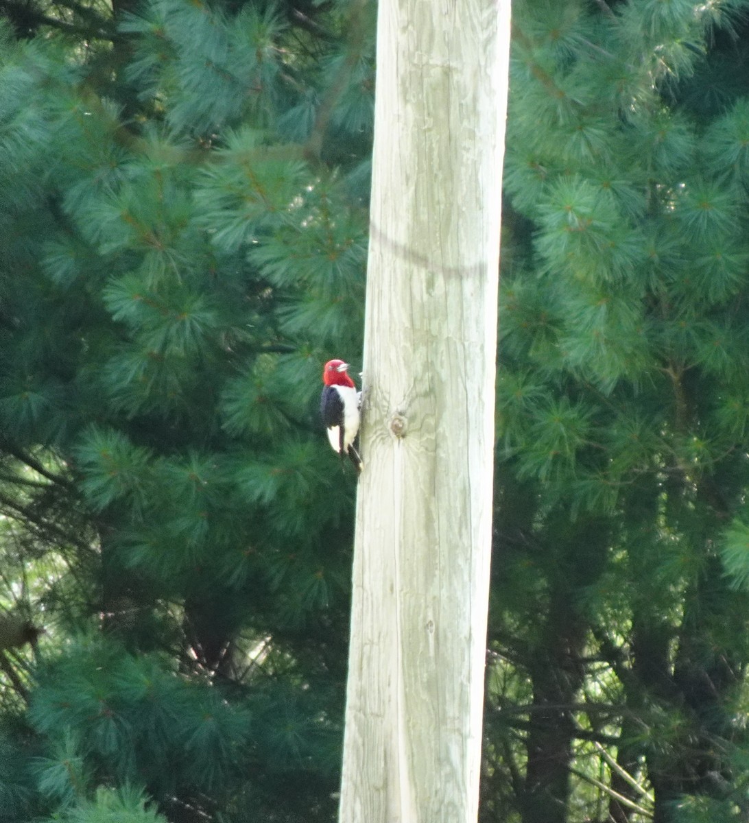 Red-headed Woodpecker - ML641343170