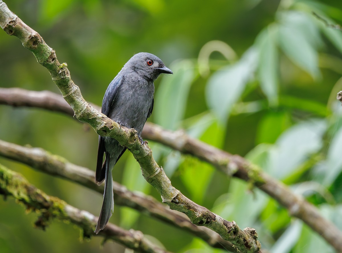 Drongo cendré (groupe periophthalmicus) - ML641343176