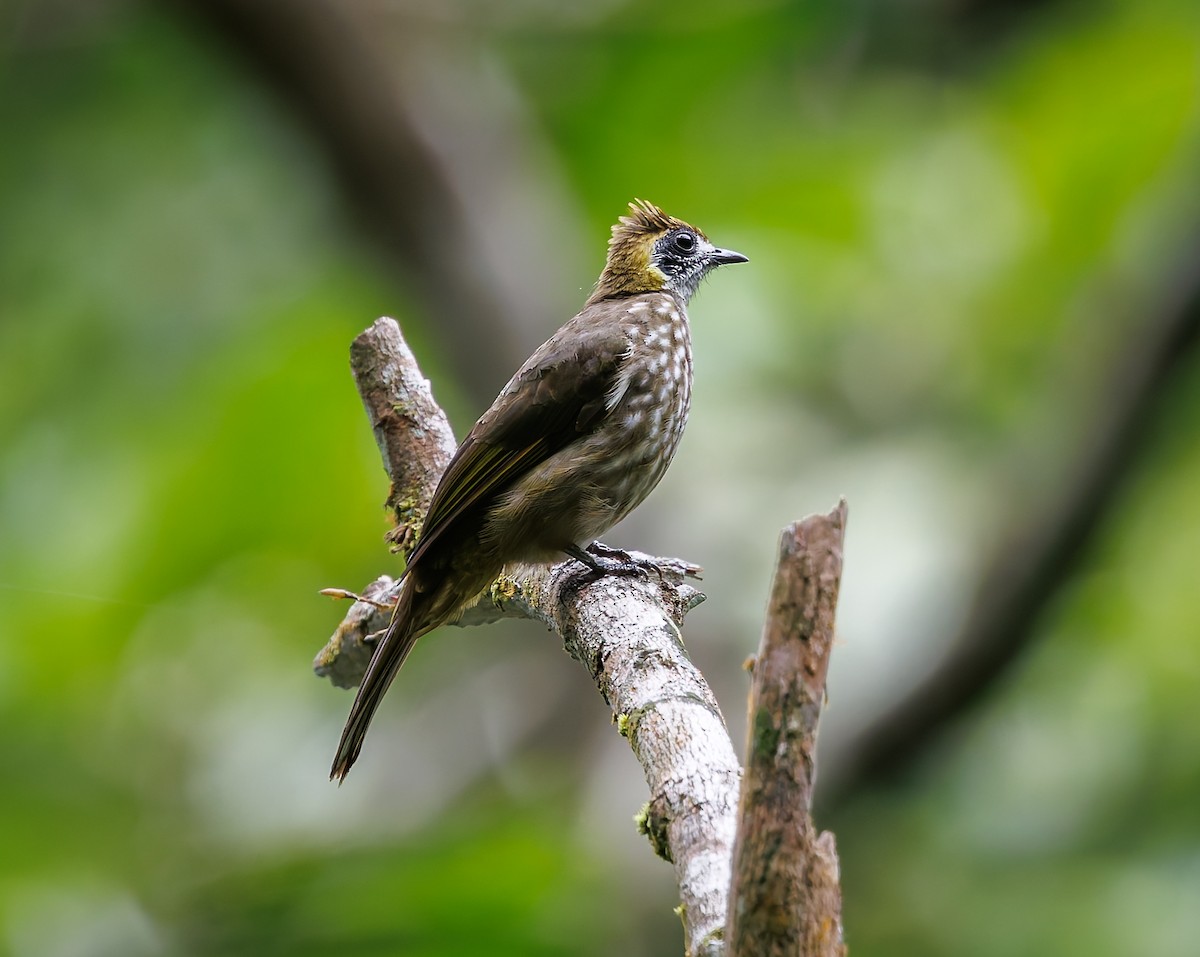 Spot-necked Bulbul - ML641343192