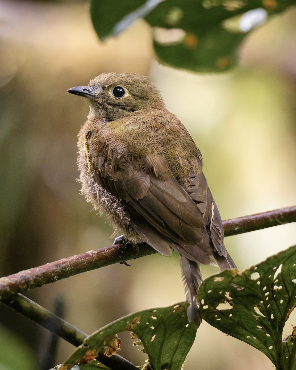 Olivaceous Piha - ML641343195