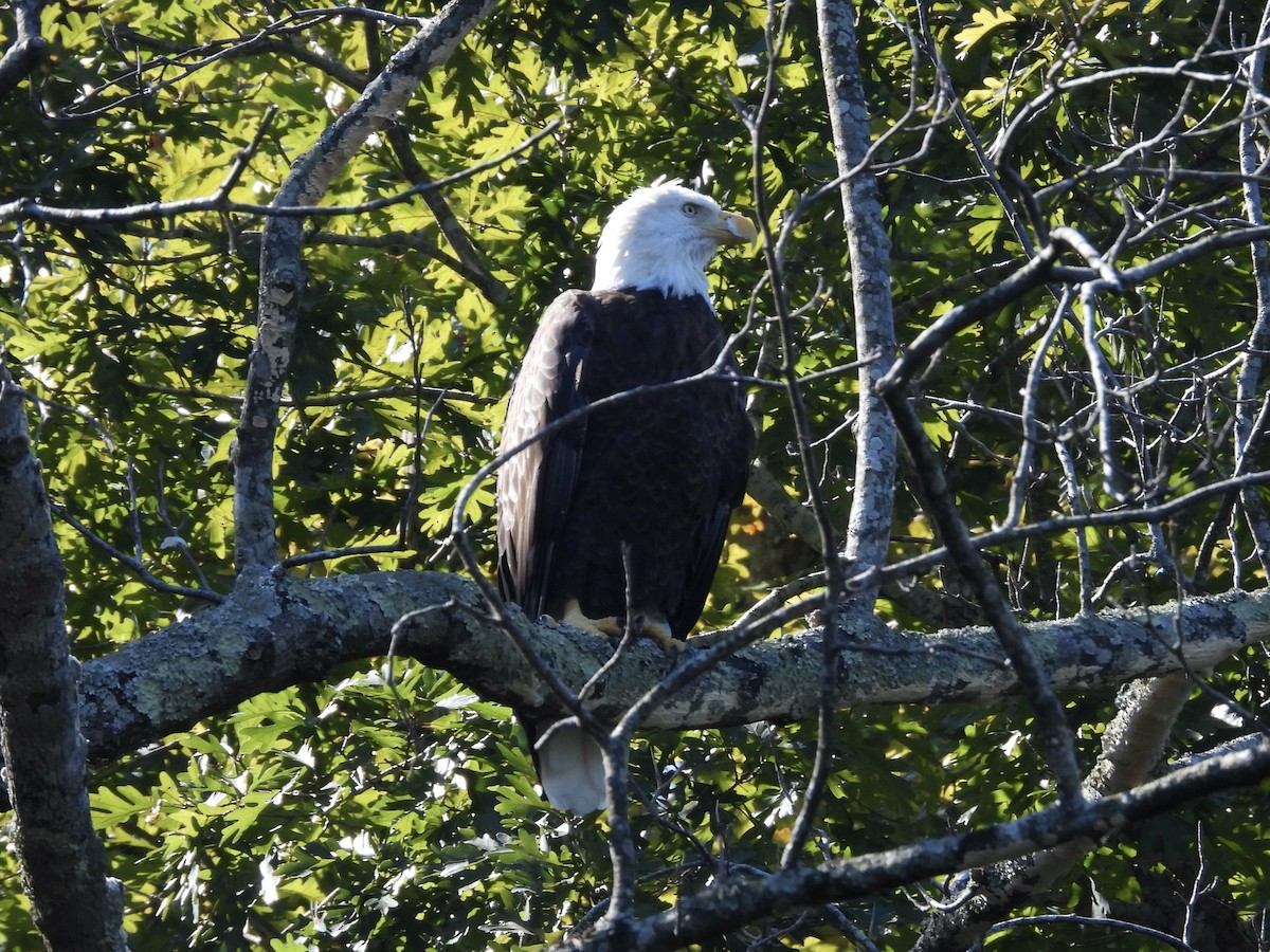 Bald Eagle - ML641343217