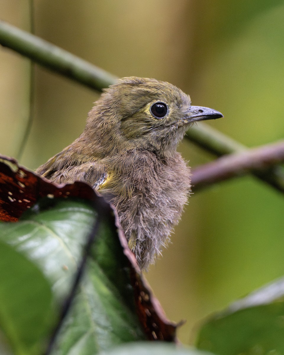 Olivaceous Piha - ML641343220