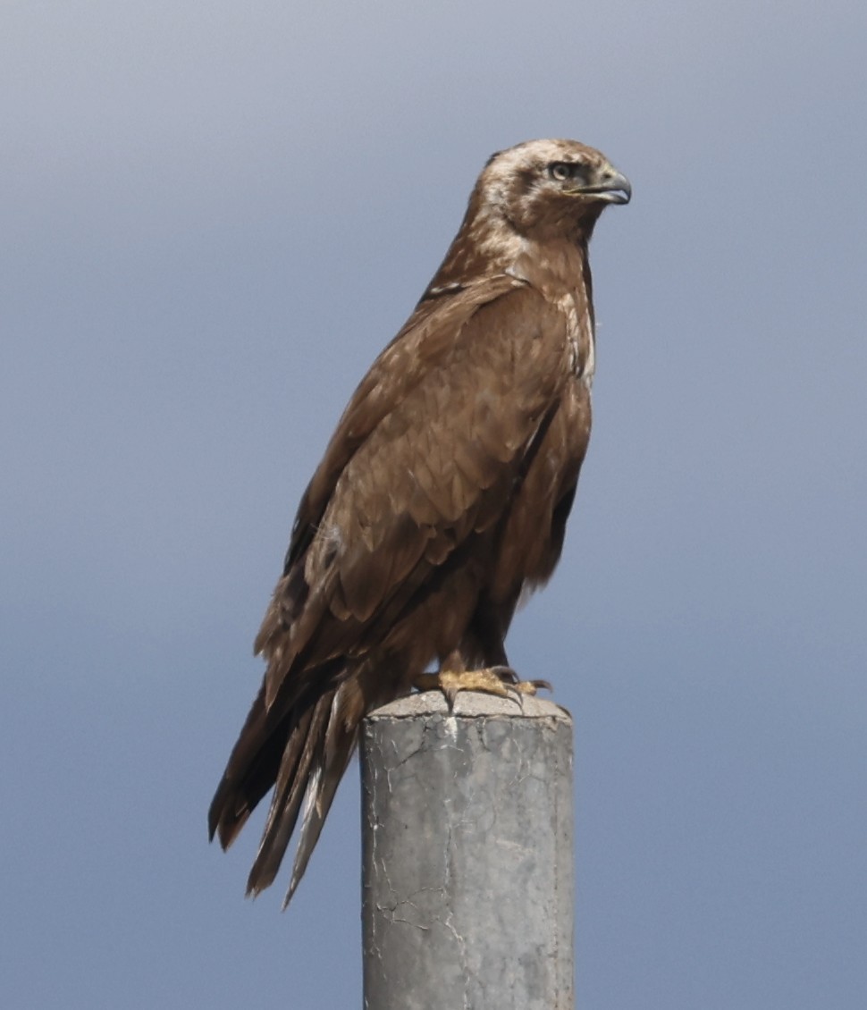 Zapelatz mongoliarra - ML641343228