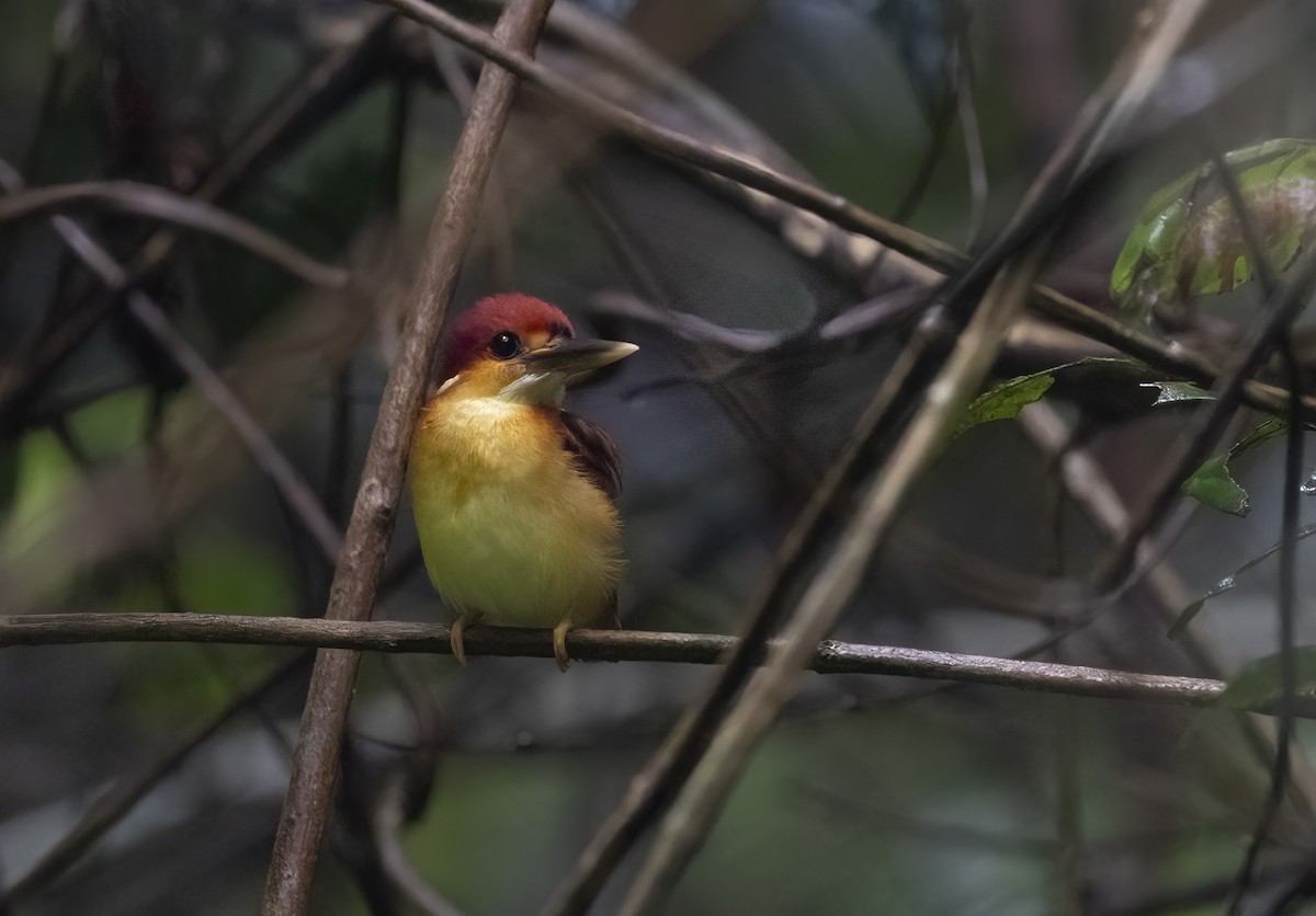 Rufous-backed Dwarf-Kingfisher - ML641343245