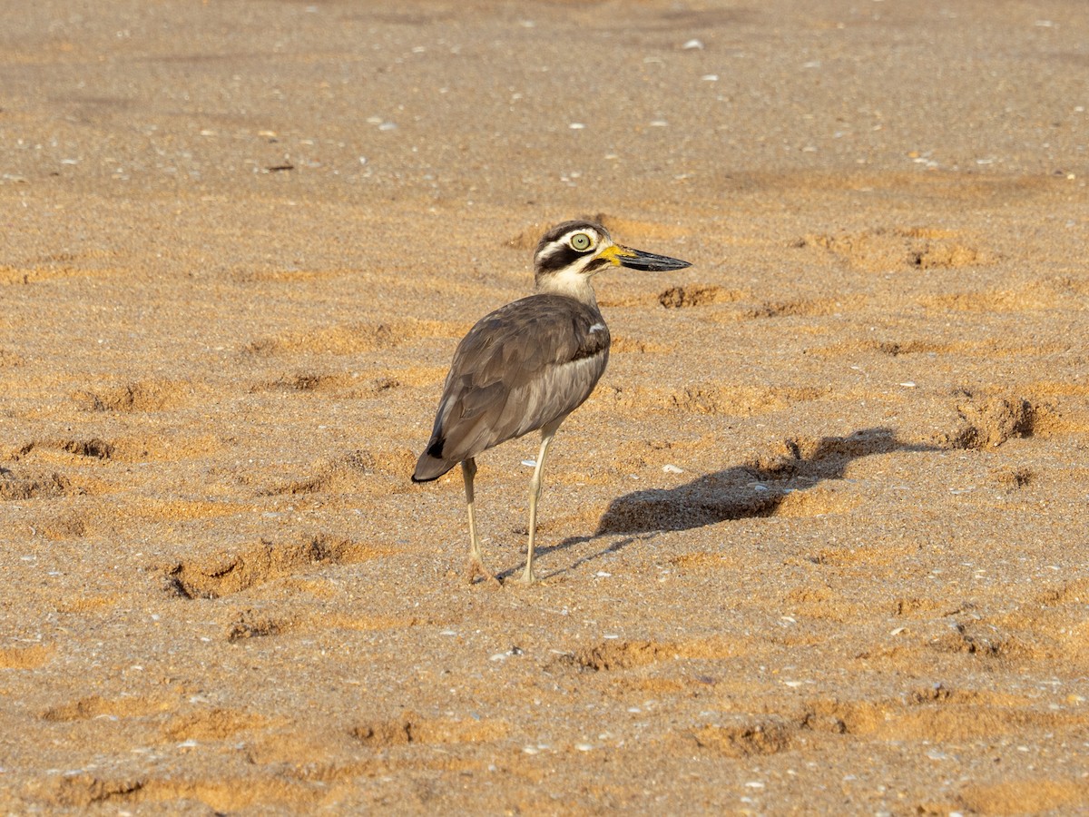 Great Thick-knee - ML641343271