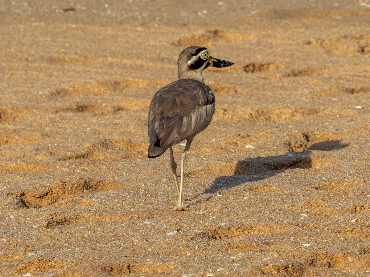 Great Thick-knee - ML641343272