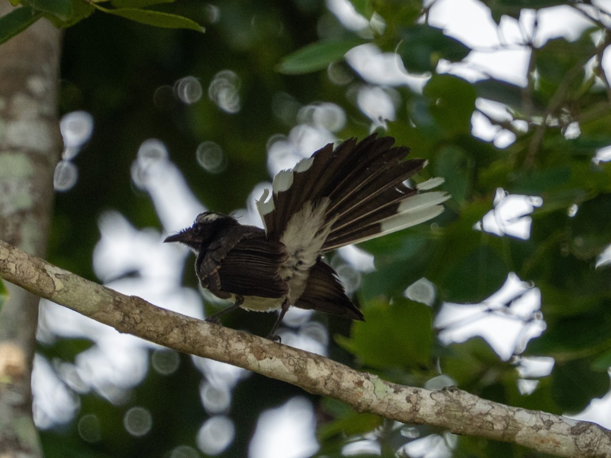 White-browed Fantail - ML641343277