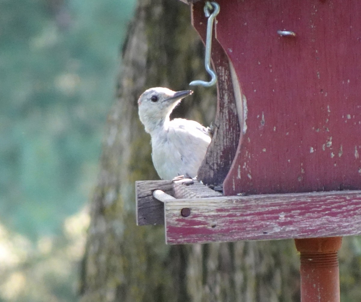 Red-bellied Woodpecker - ML641343289