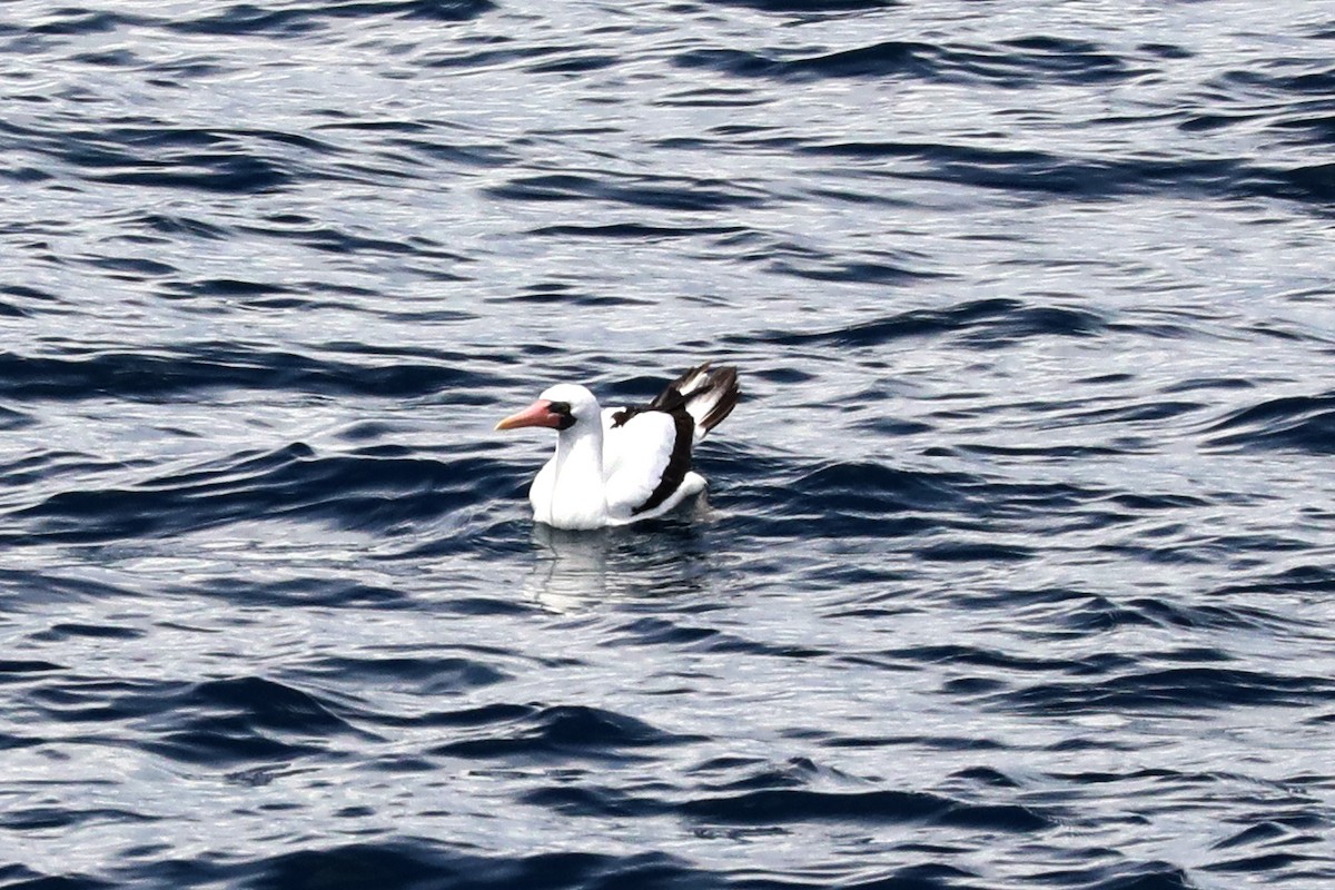 Nazca Booby - ML641343296