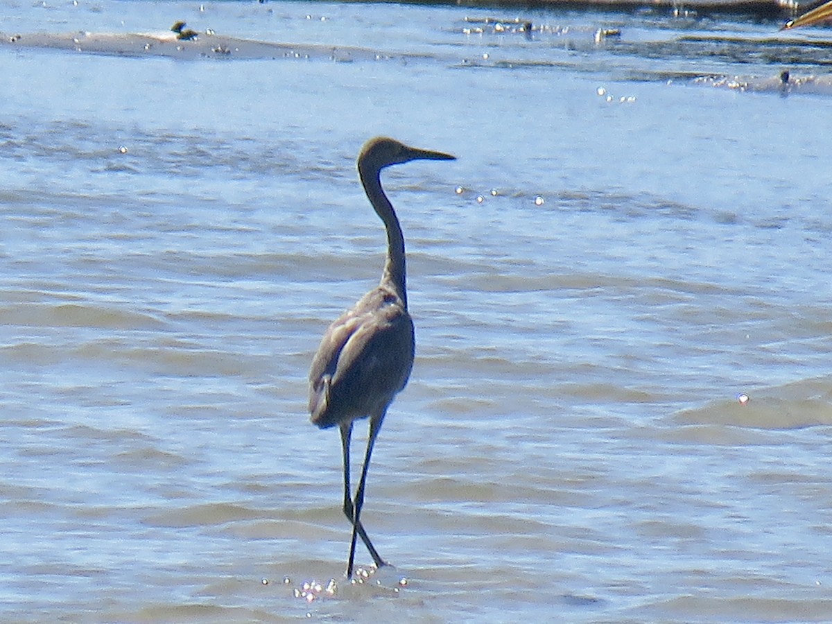 Reddish Egret - ML641343318