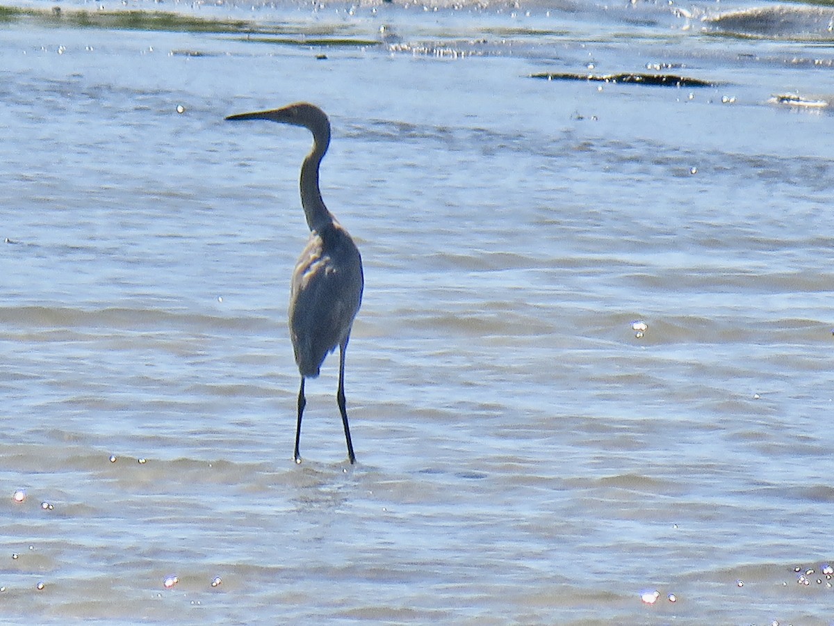 Reddish Egret - ML641343319