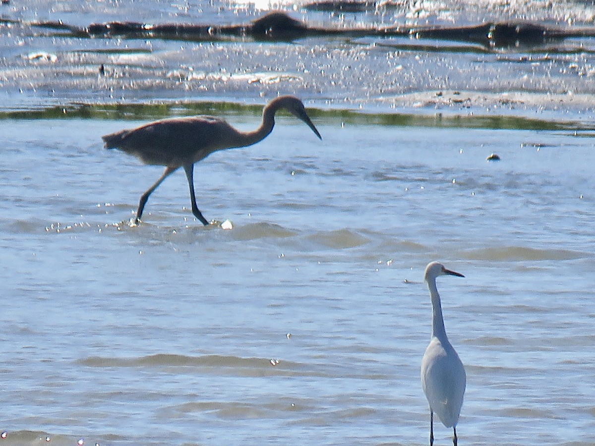 Reddish Egret - ML641343320