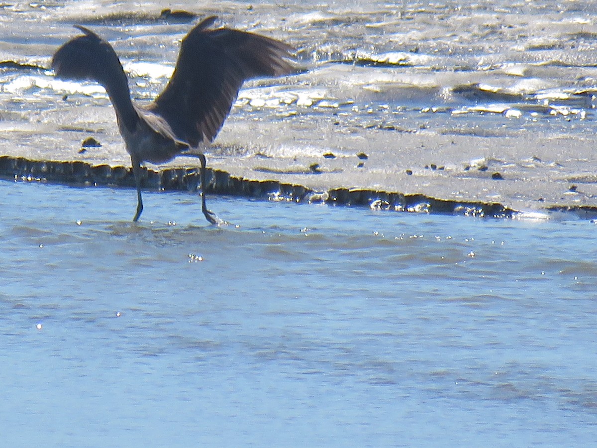 Reddish Egret - ML641343321