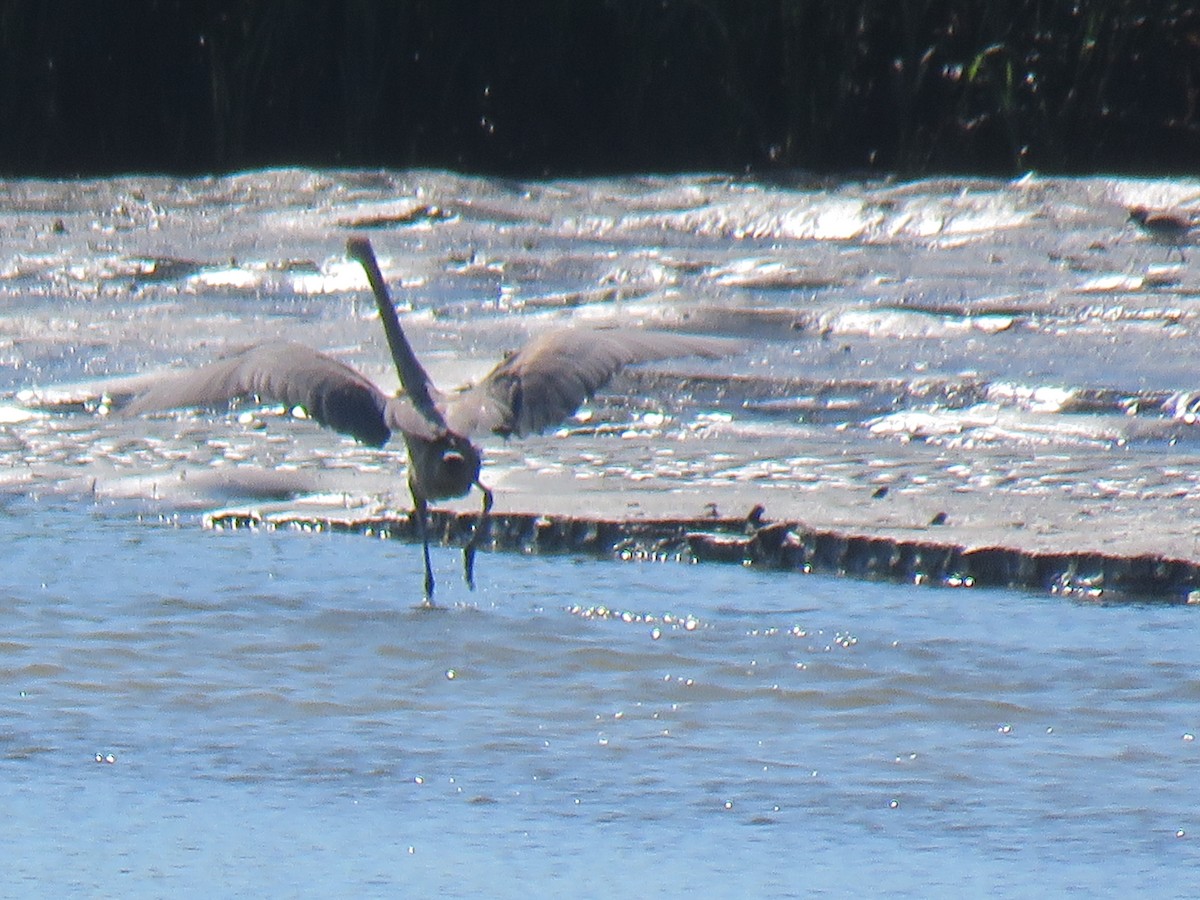 Reddish Egret - ML641343322