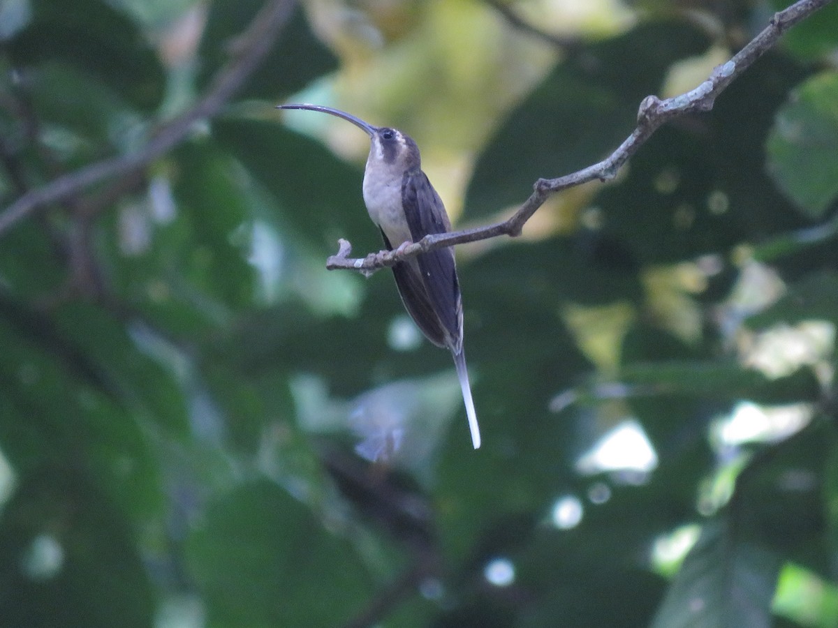 Long-billed Hermit (Central American) - ML641343347