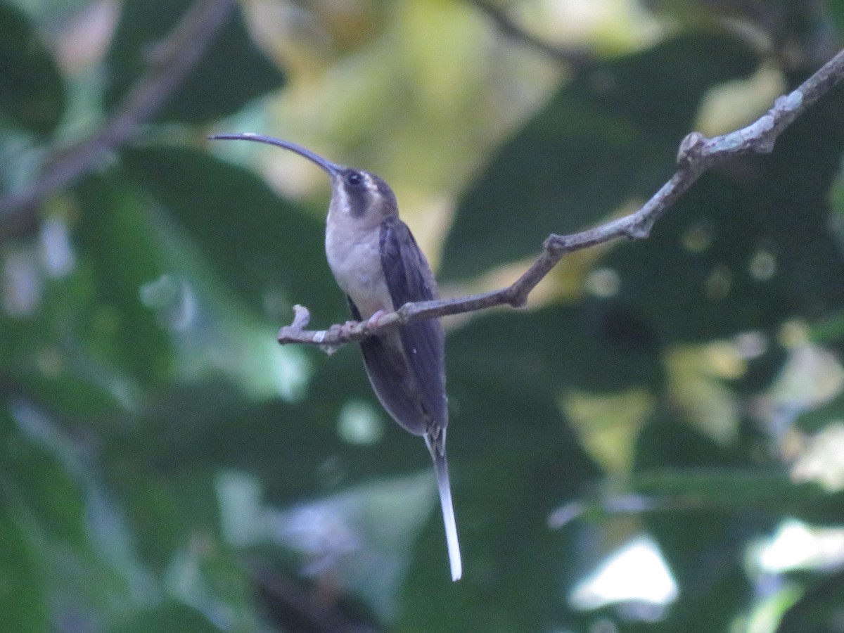 Long-billed Hermit (Central American) - ML641343348