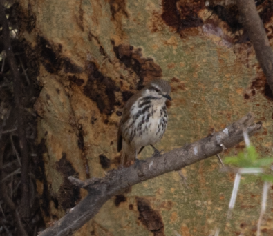 Spotted Morning-Thrush - ML641343392
